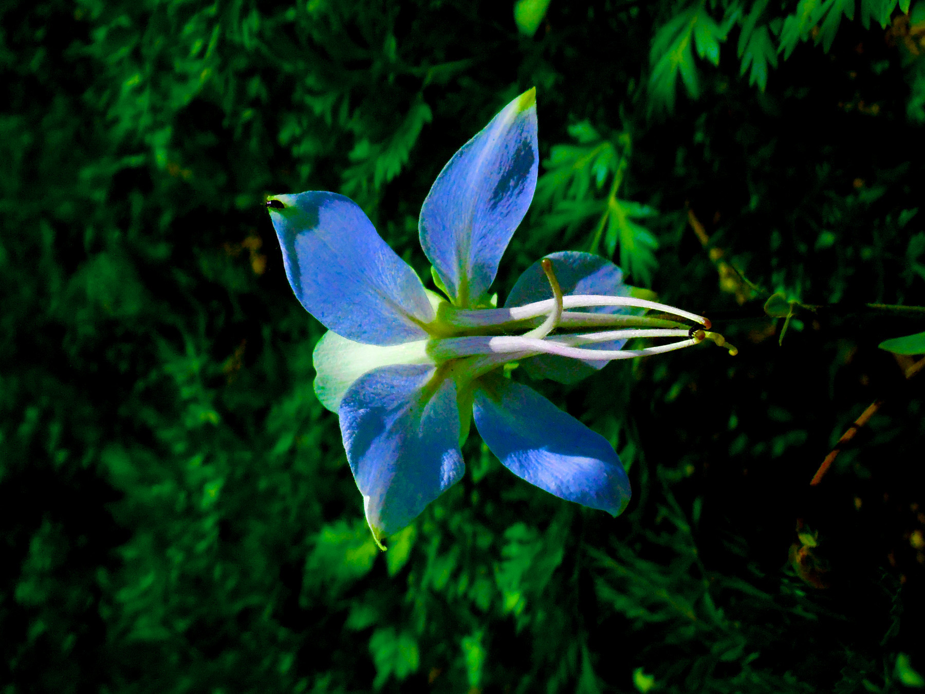 Columbine Colorado State Flower