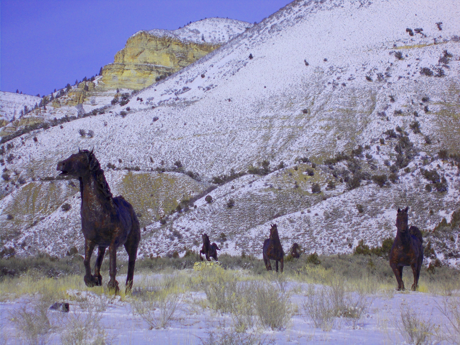 Davis Murphy Wild Horses